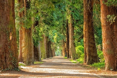 Read more about the article Plantar Uma Árvore: Ação de Plantação na Serra do Alvão